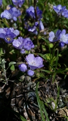 Phacelia divaricata