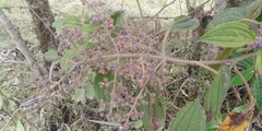 Miconia subseriata