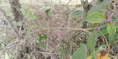 Miconia subseriata