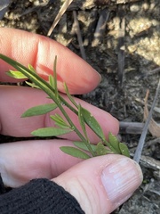 Comesperma calymega