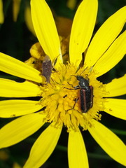 Astylus quadrilineatus
