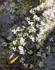 Polygonella polygama
