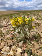 Pedicularis flava