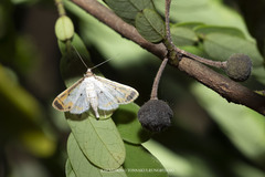 Leucinodella leucostola