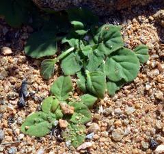 Pelargonium moniliforme