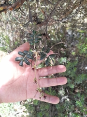 Polylepis weberbaueri