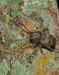 Phloeobius
