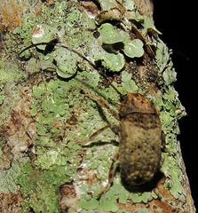 Phloeobius