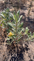 Eriodictyon crassifolium