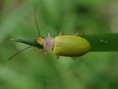 Cistelomorpha nigripilis