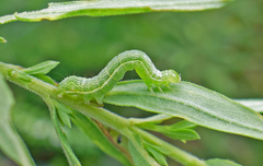 Ctenoplusia oxygramma