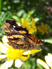 Hypanartia bella