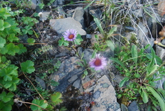 Erigeron porsildii