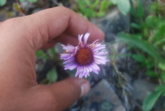 Erigeron porsildii