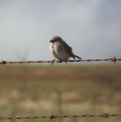 Passer diffusus stygiceps