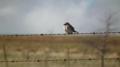 Passer diffusus stygiceps