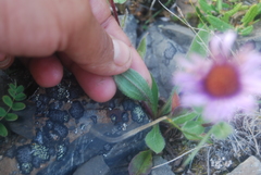 Erigeron porsildii