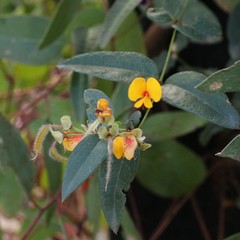 Platylobium parviflorum