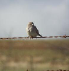 Passer diffusus stygiceps