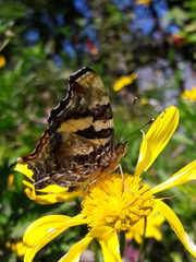 Hypanartia bella