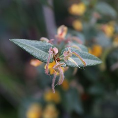 Platylobium parviflorum