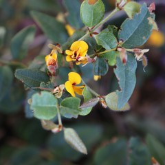 Platylobium parviflorum