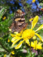 Hypanartia bella