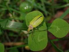 Cistelomorpha nigripilis