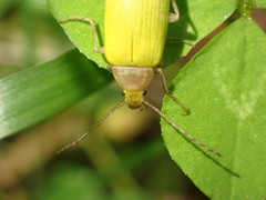 Cistelomorpha nigripilis