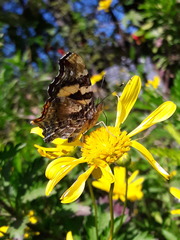Hypanartia bella