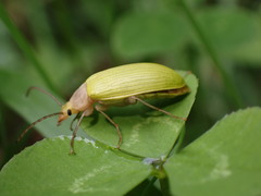 Cistelomorpha nigripilis
