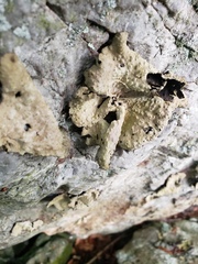 Lasallia pensylvanica