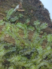 Geocalyx graveolens