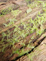 Geocalyx graveolens