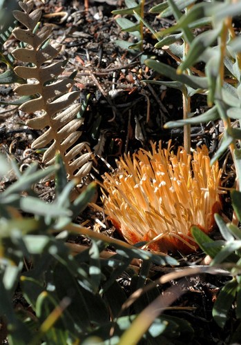 Banksia aurantia · iNaturalist