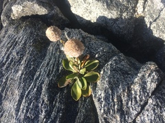 Craspedia robusta pedicellata