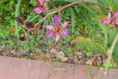 Tricyrtis