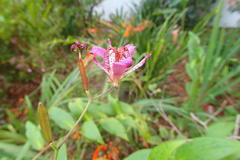 Tricyrtis