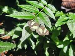 Dismorphia hyposticta