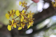 Trichocentrum brachyphyllum