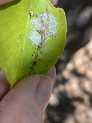 Phyllocnistis citrella