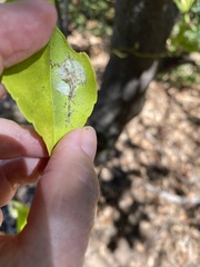 Phyllocnistis citrella