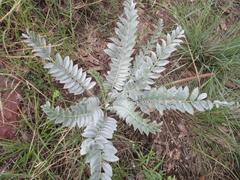 Astragalus mollissimus