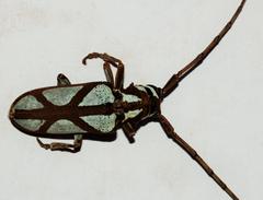 Prosopocera lactator