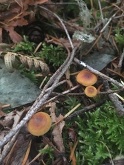 Heimiomyces fulvipes
