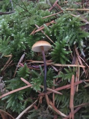Heimiomyces fulvipes