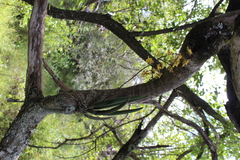 Trichocentrum brachyphyllum