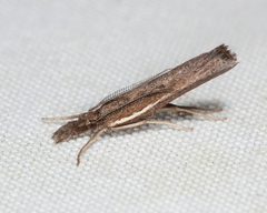 Thaumatopsis solutellus