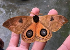 Automeris abdominalis