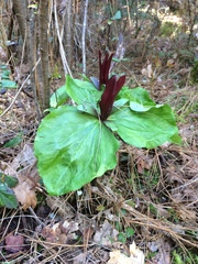 Trillium kurabayashii